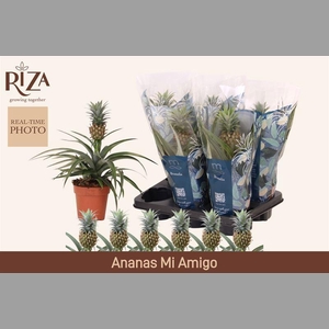 ANANAS MI AMIGO