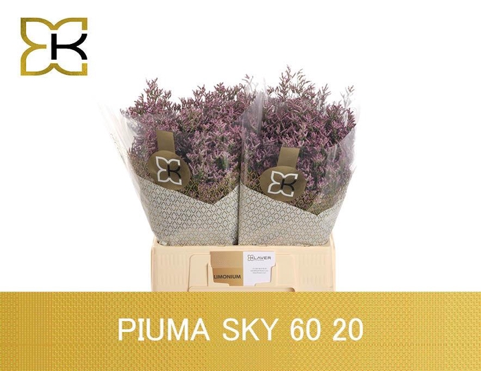 <h4>LIM PIUMA SKY</h4>