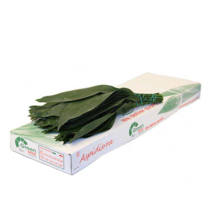 ASPIDISTRA 70CM INVEST