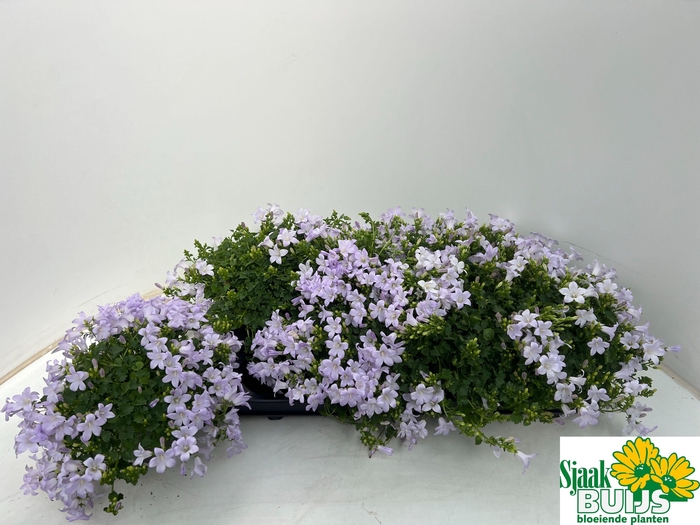 <h4>CAMP POR KANE</h4>