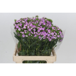 Dianthus Br Melian