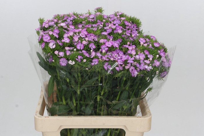 <h4>Dianthus Br Melian</h4>