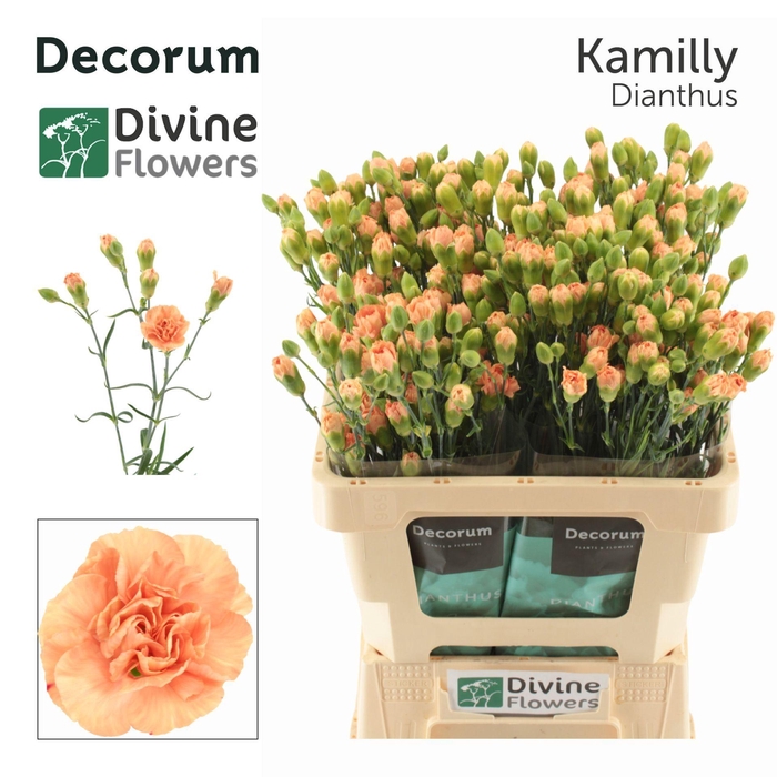 <h4>Dianthus TR 'Kamilly'</h4>