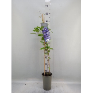 Clematis EL 'Multi Blue'