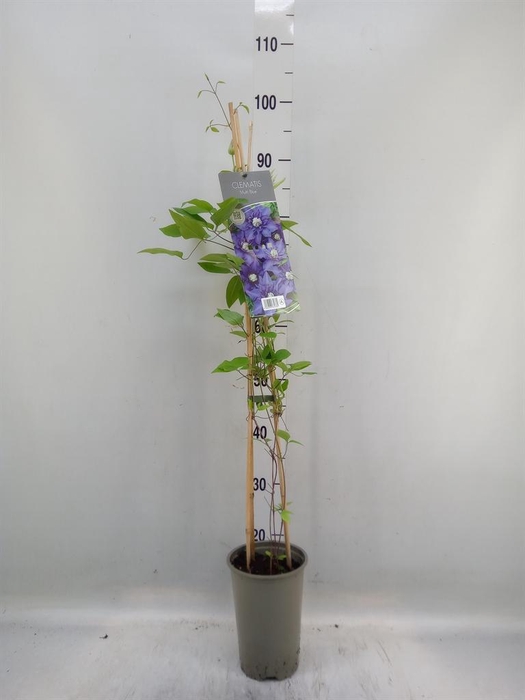 <h4>Clematis EL 'Multi Blue'</h4>
