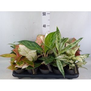 Aglaonema   ...