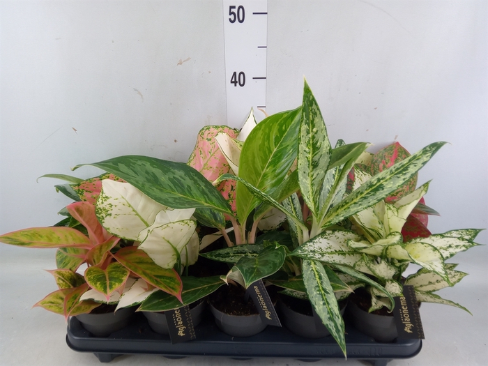 <h4>Aglaonema   ...</h4>