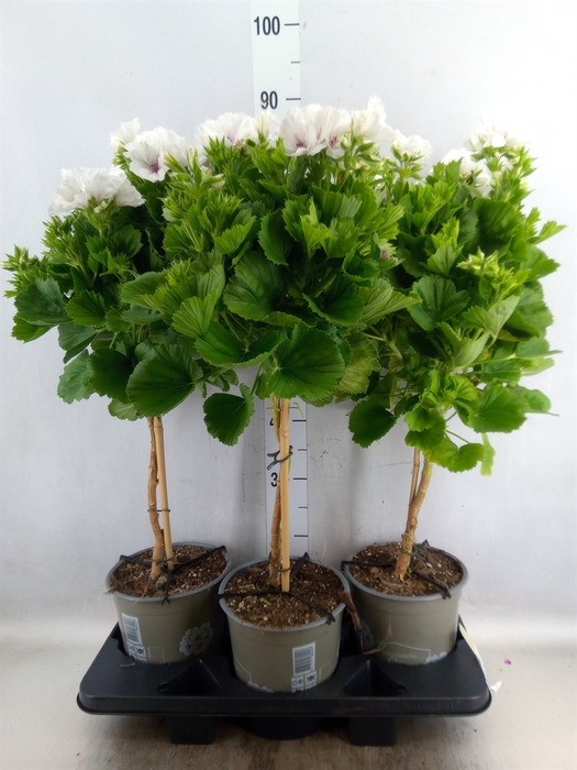 <h4>Pelargonium gran.   ...</h4>