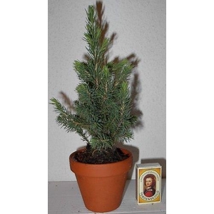 PICEA GLAUCA p9 6x12 per laag