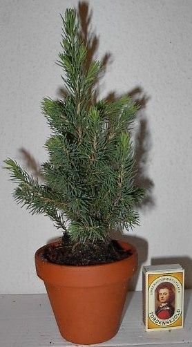 <h4>PICEA GLAUCA p9 6x12 per laag</h4>