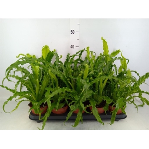 Asplenium antiquum 'Osaka'