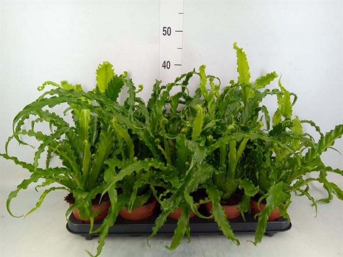 <h4>Asplenium antiquum 'Osaka'</h4>