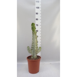 Euphorbia ingens
