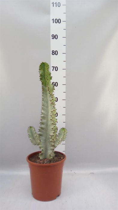 <h4>Euphorbia ingens</h4>