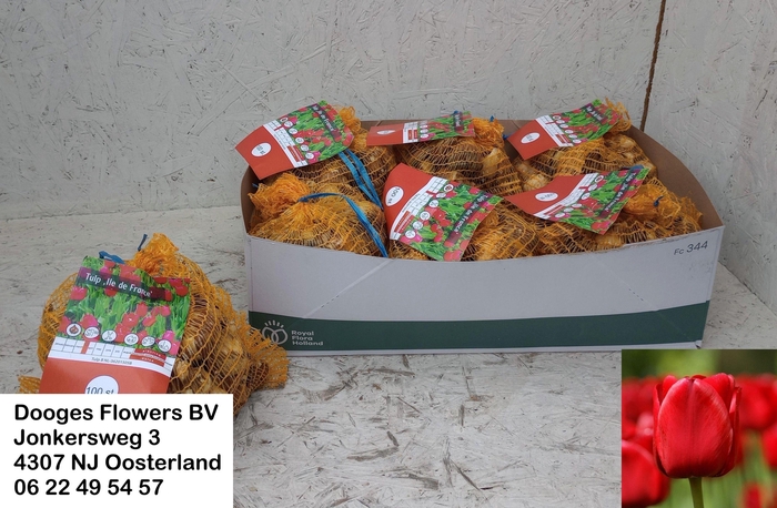 <h4>BLOEMBOL TULIPA</h4>