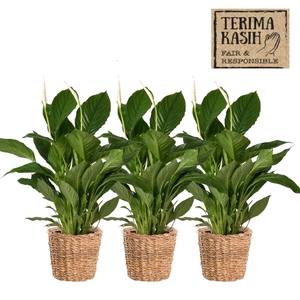 ARR SPATHIPHYLLUM