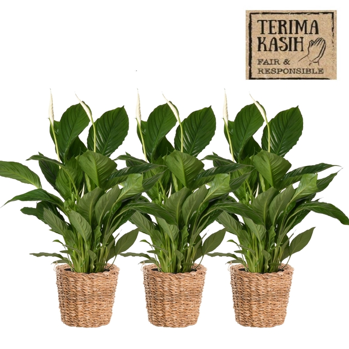 <h4>ARR SPATHIPHYLLUM</h4>