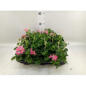 Pelargonium pelt. 'Balkon Roze'