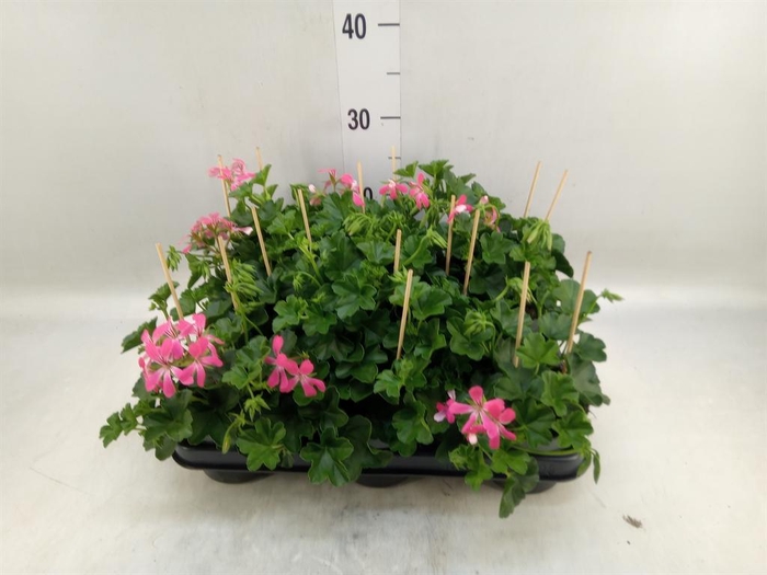<h4>Pelargonium pelt. 'Balkon Roze'</h4>