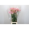 Nerine Pink Wonder