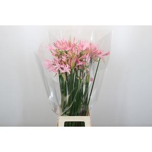 Nerine Pink Wonder