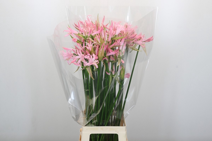 <h4>Nerine Pink Wonder</h4>