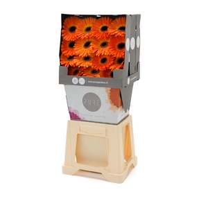 Gerbera Medina Diamond