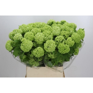 VIBURNUM ROSEUM 4+