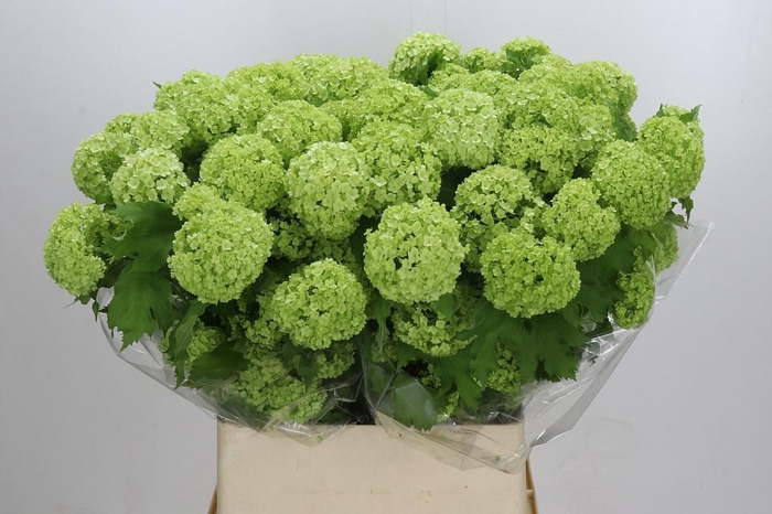 <h4>VIBURNUM ROSEUM 4+</h4>