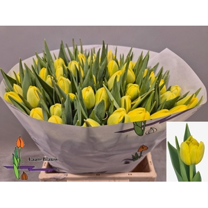 TU DU DOUBLE TROUBLE