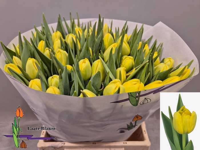 <h4>TU DU DOUBLE TROUBLE</h4>