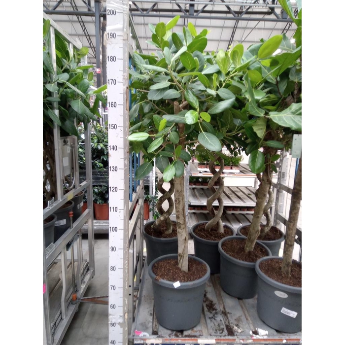 <h4>Ficus benghalensis 'Audrey'</h4>