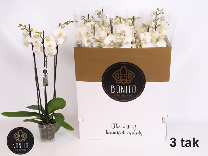 <h4>PHAL SILHOUETTE</h4>