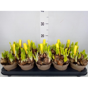 Narcissus  'Tete a tete'