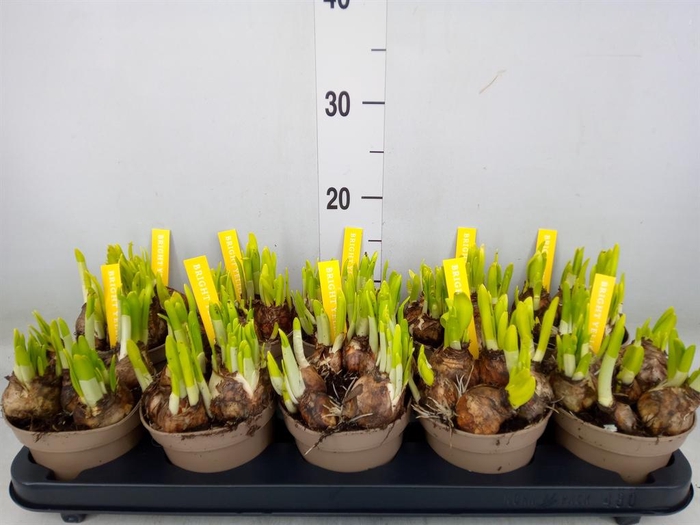 <h4>Narcissus  'Tete a tete'</h4>