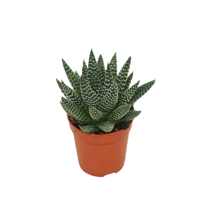 <h4>Haworthia</h4>