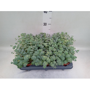 Sedum sieboldii 'Mediovariegatum'
