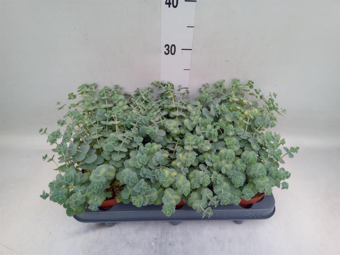 <h4>Sedum sieboldii 'Mediovariegatum'</h4>