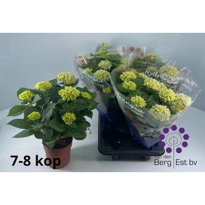 Hydrangea mac Hi River 14Ø 35cm 7fl