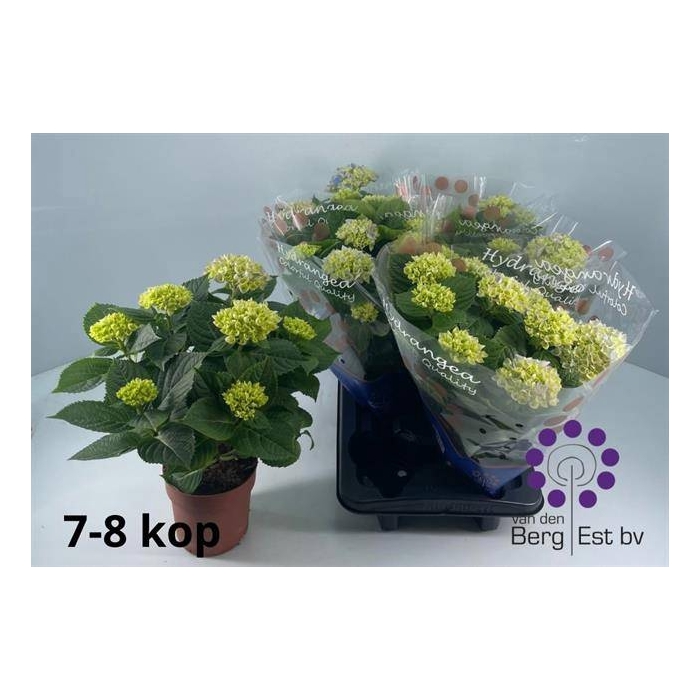 <h4>Hydrangea mac Hi River 14Ø 35cm 7fl</h4>