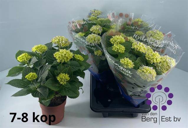 Hydrangea mac Hi River 14Ø 35cm 7fl