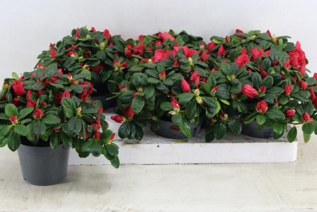 <h4>RHODO SI TIGRA</h4>