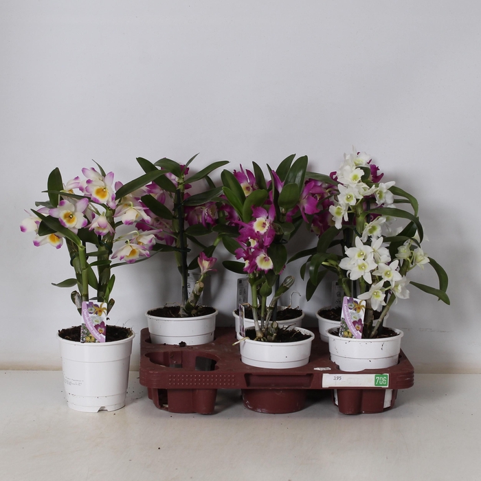 <h4>DEND NOBILE</h4>