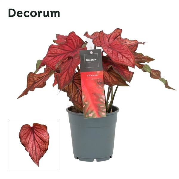 <h4>Caladium Rood (Decorum)</h4>