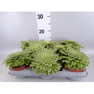 Aeonium tabuliforme