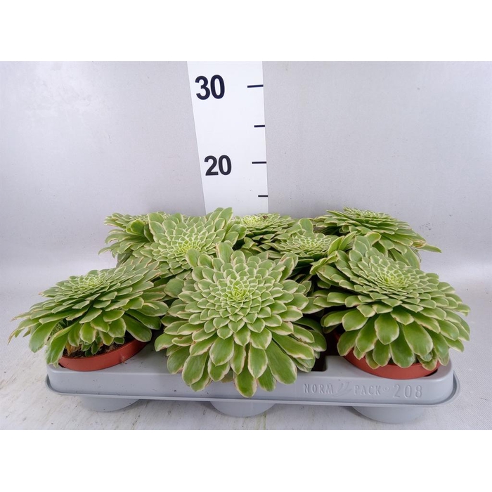 <h4>Aeonium tabuliforme</h4>