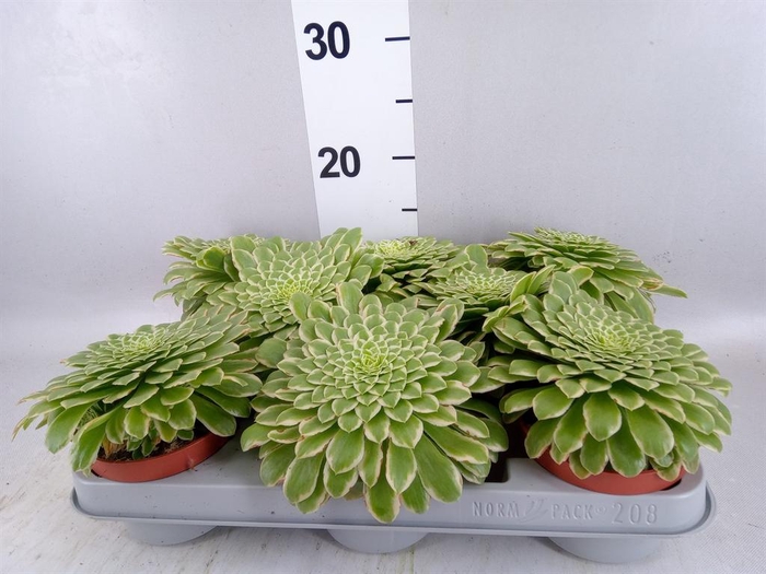 <h4>Aeonium tabuliforme</h4>