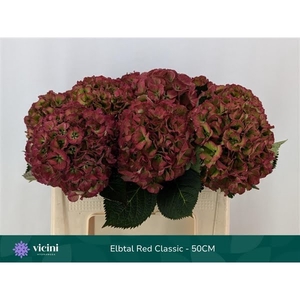 Hydr Elbtal Red Classic 50 cm Vicini