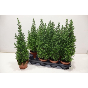 arr8 Cham Th Top Point