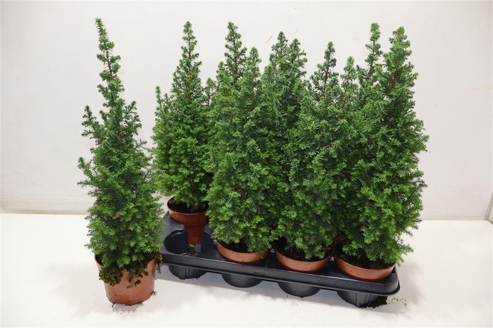 <h4>arr8 Cham Th Top Point</h4>